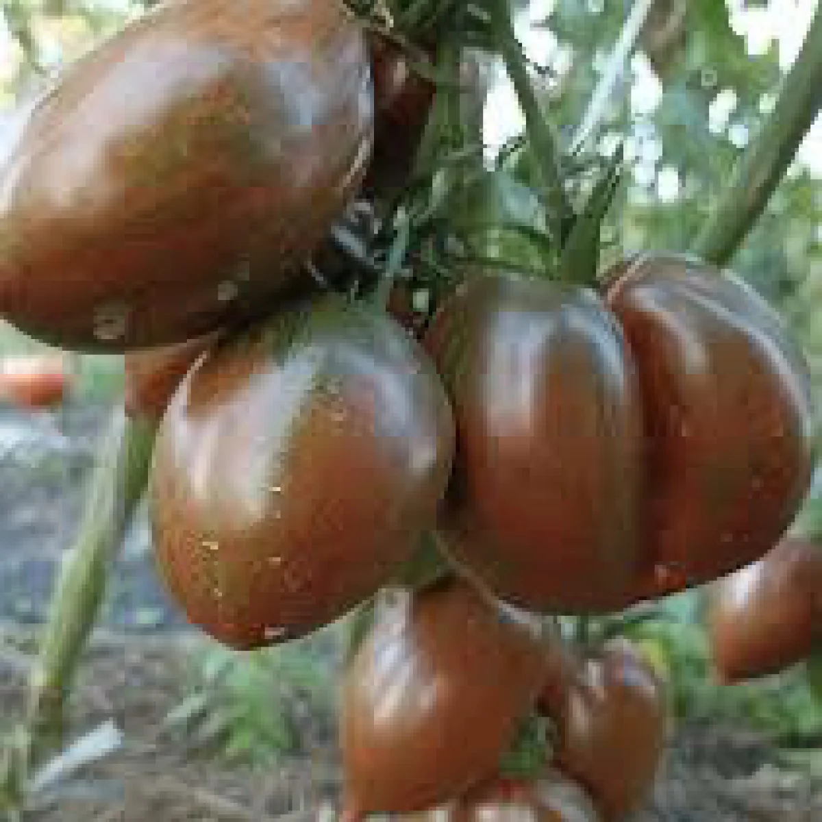 Томат ‘Boar’s Tooth’ (Solanum lycopersicum)