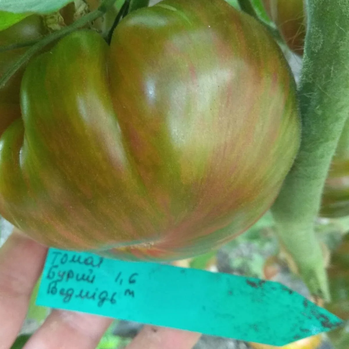 Томат ‘Buryi Vedmid’ (Solanum lycopersicum)
