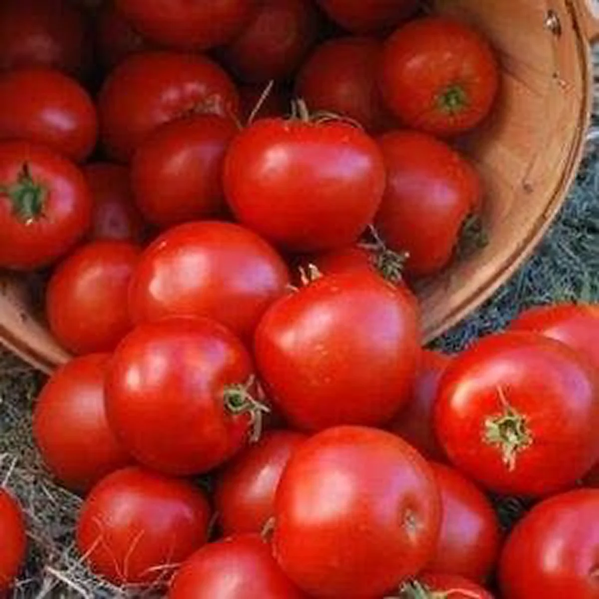 Томат ‘Butuz’ (Solanum lycopersicum)