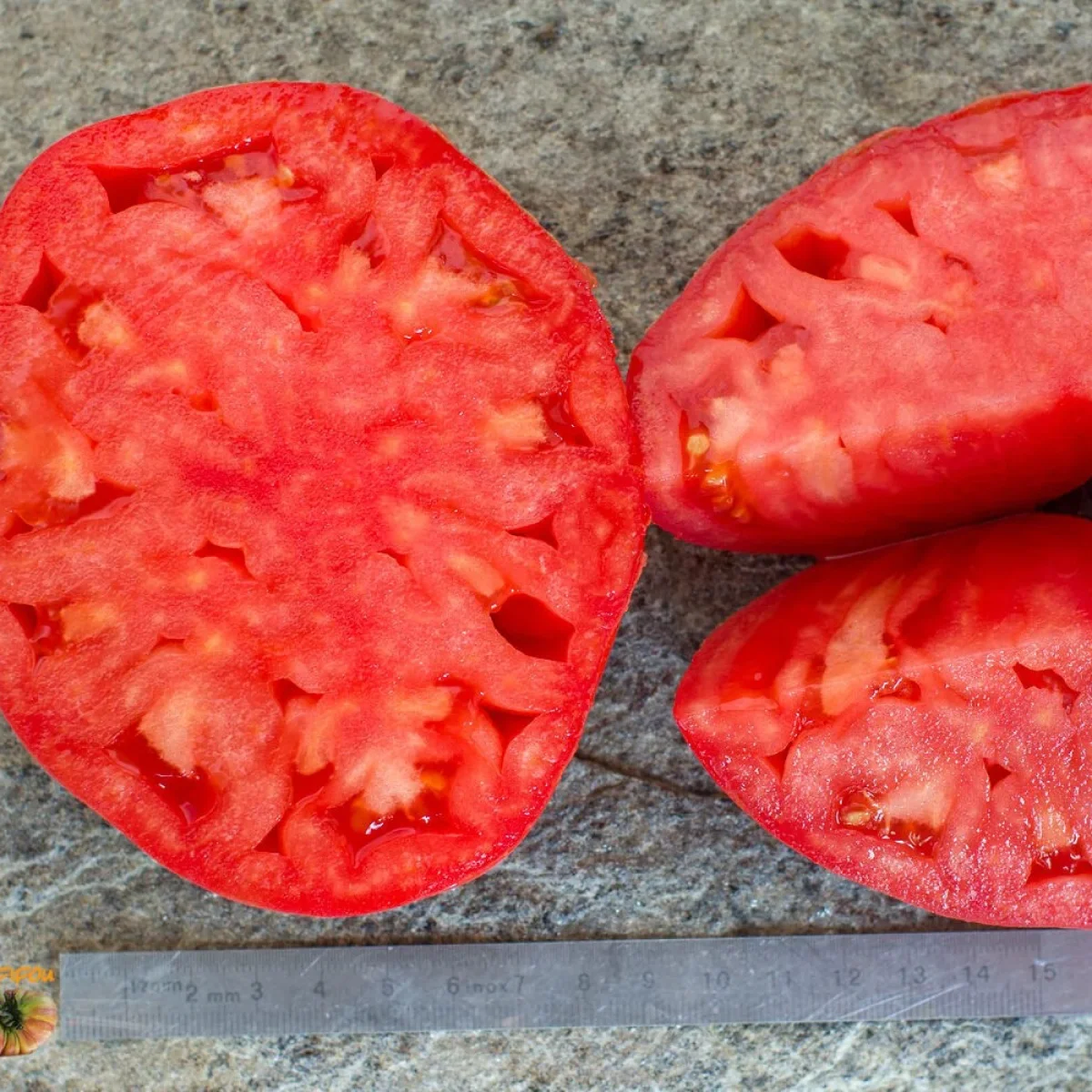 Томат ‘Chilo della Garfagnana’ (Solanum lycopersicum)