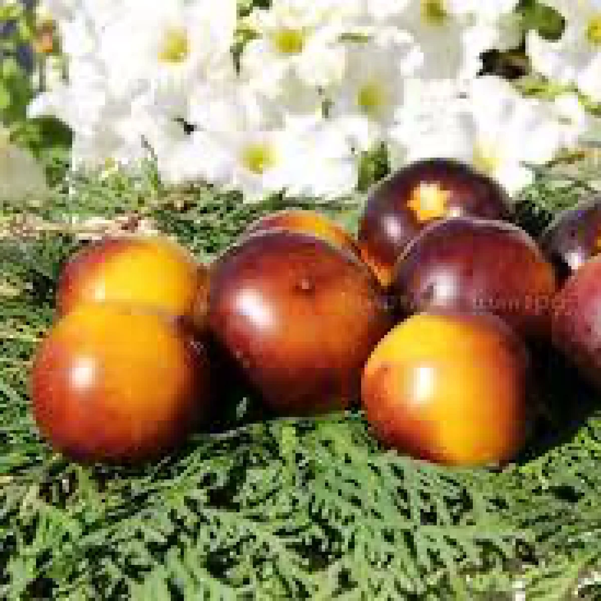 Томат ‘Chocolate Marmalade’ (Solanum lycopersicum)