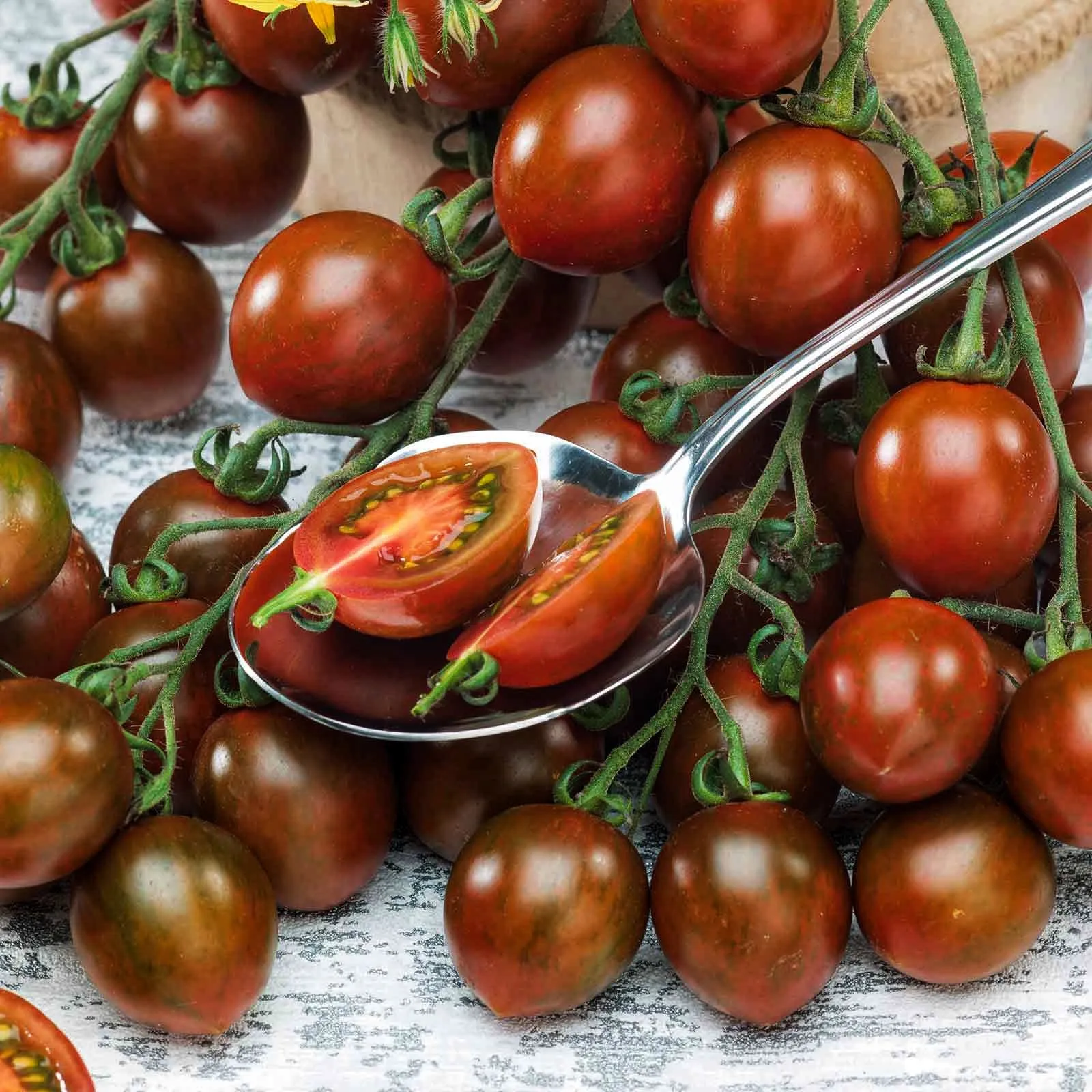 Томат ‘Chocolate Sprinkles’ (Solanum lycopersicum)