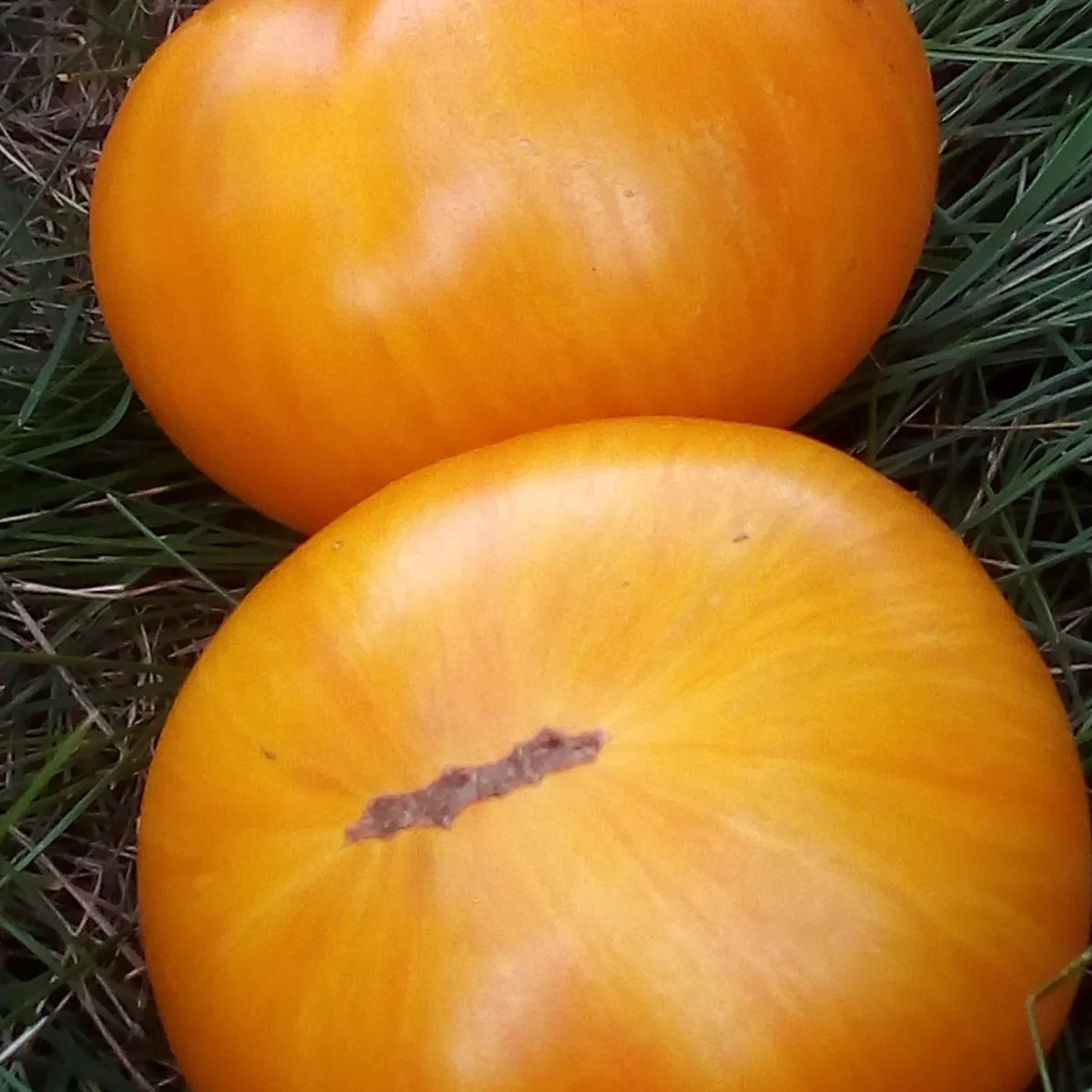 Томат ‘Delta Diver’ (Solanum lycopersicum)