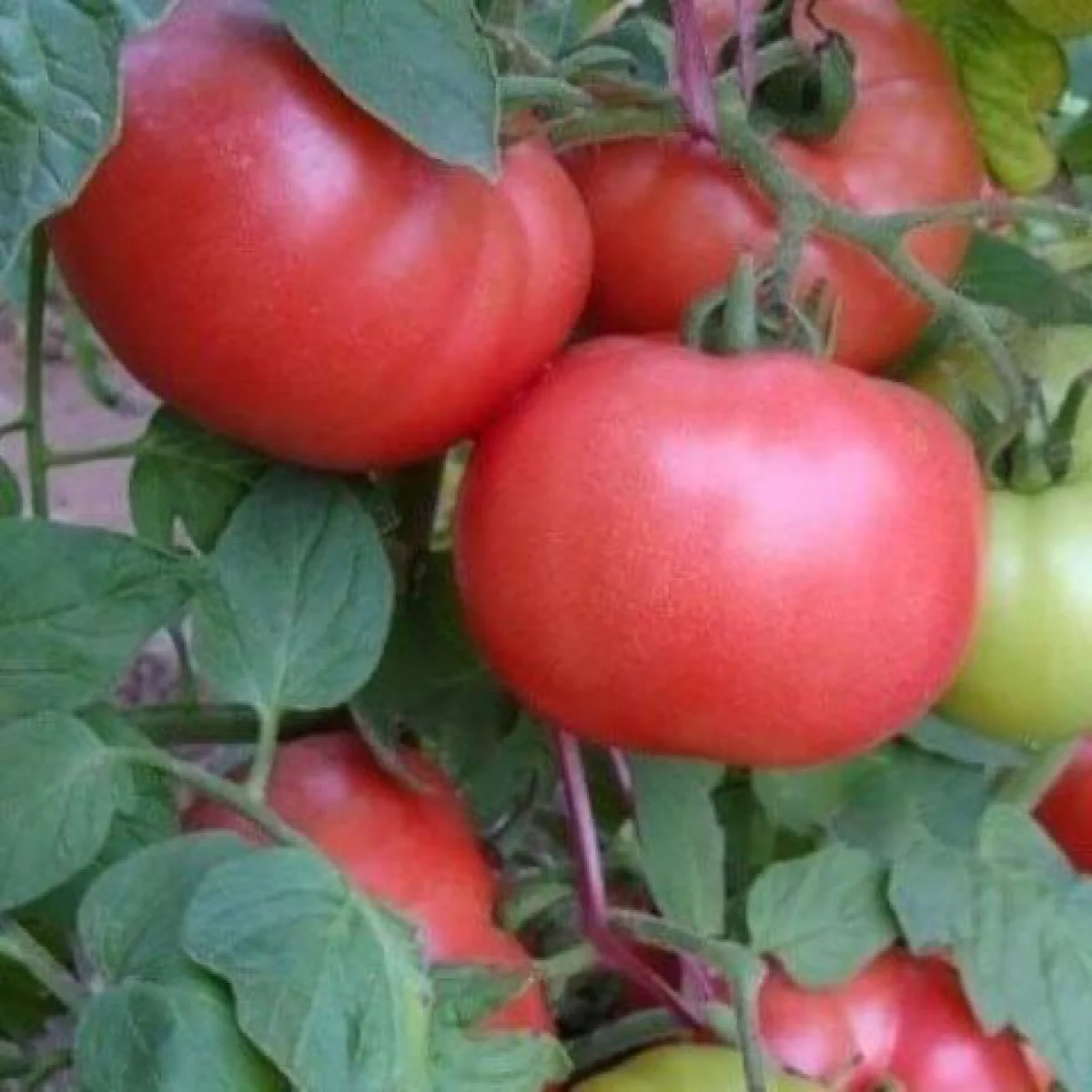 Томат ‘Demidiv’ (Solanum lycopersicum)