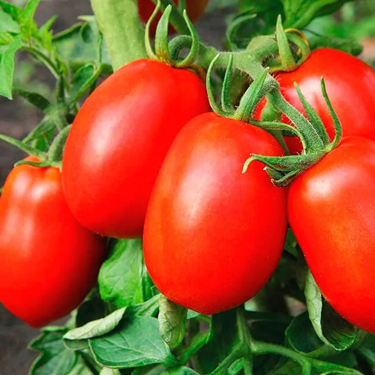 Томат ‘Duchess’ (Solanum lycopersicum)