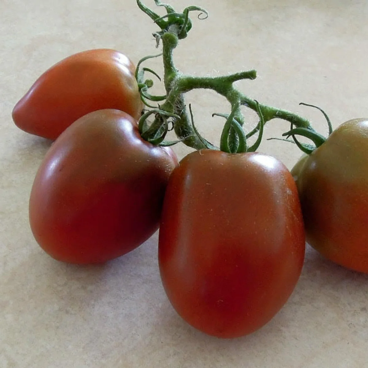 Томат ‘Dwarf Aussie Drop’ (Solanum lycopersicum)