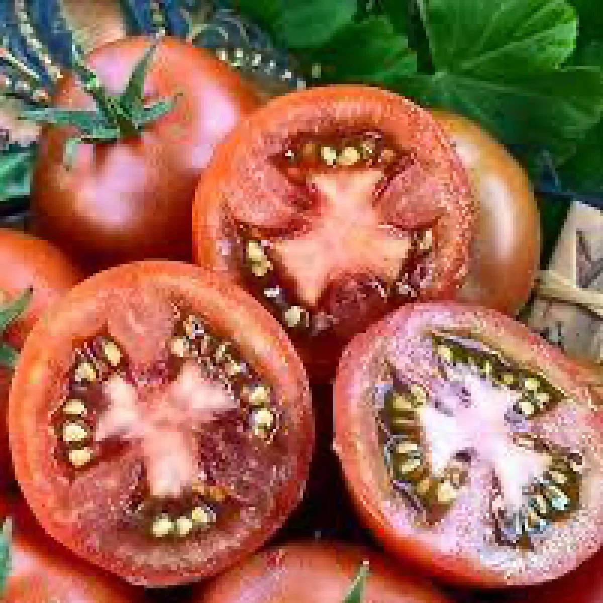 Томат ‘Dwarf Bundaberg Rumball’ (Solanum lycopersicum)