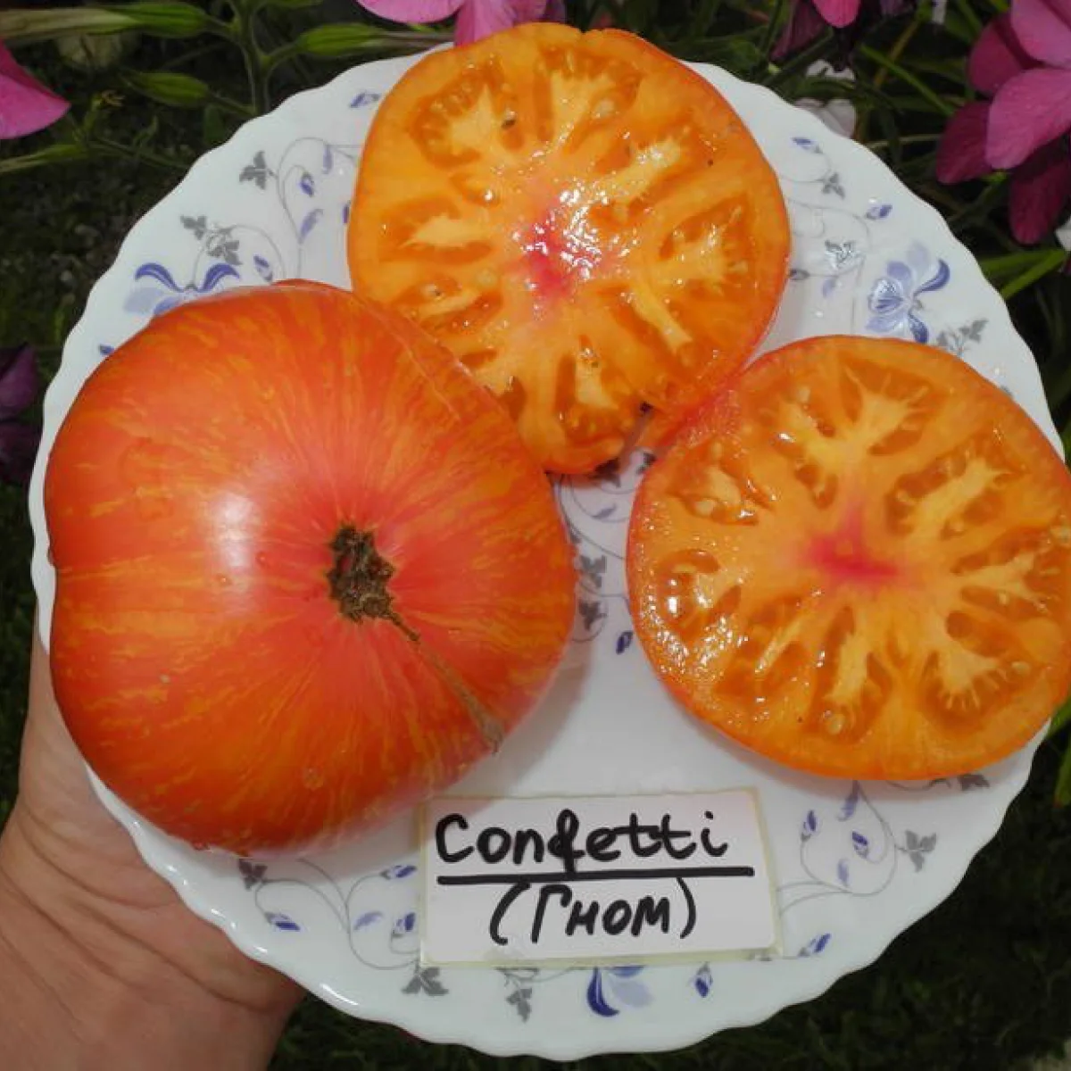 Томат ‘Dwarf Confetti’ (Solanum lycopersicum)