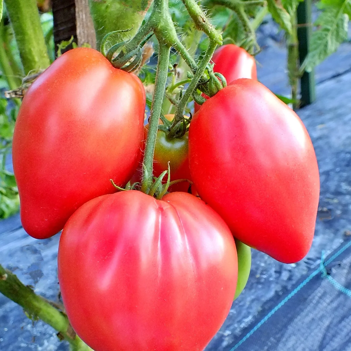 Томат ‘Dwarf Desperado’ (Solanum lycopersicum)