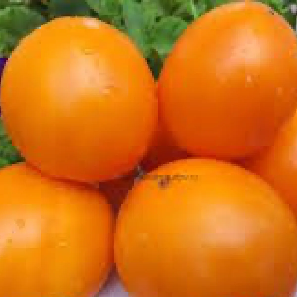 Томат ‘Dwarf Orange Pride’ (Solanum lycopersicum)