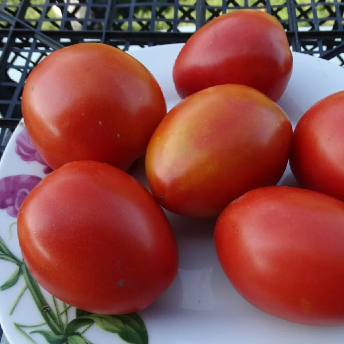 Томат ‘Dwarf Red Heart’ (Solanum lycopersicum)