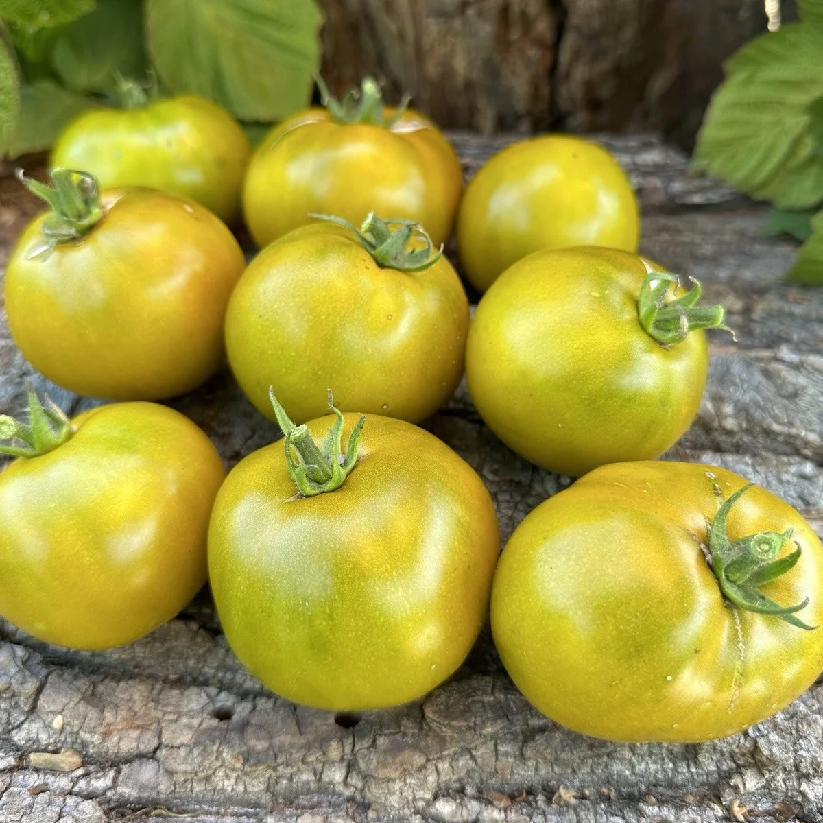 Томат ‘Dwarf Shamrock’ (Solanum lycopersicum)