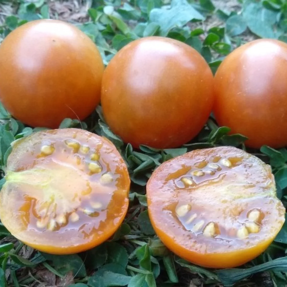 Томат ‘Dwarf Soul Patch’ (Solanum lycopersicum)