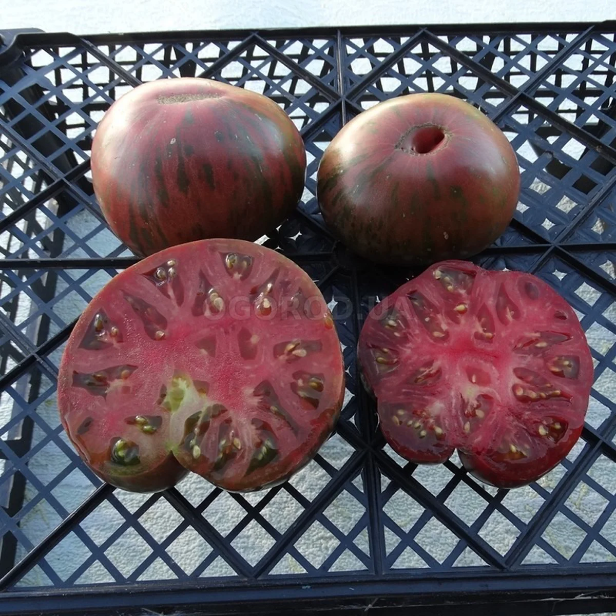 Томат ‘Dwarf Thong’ (Solanum lycopersicum)