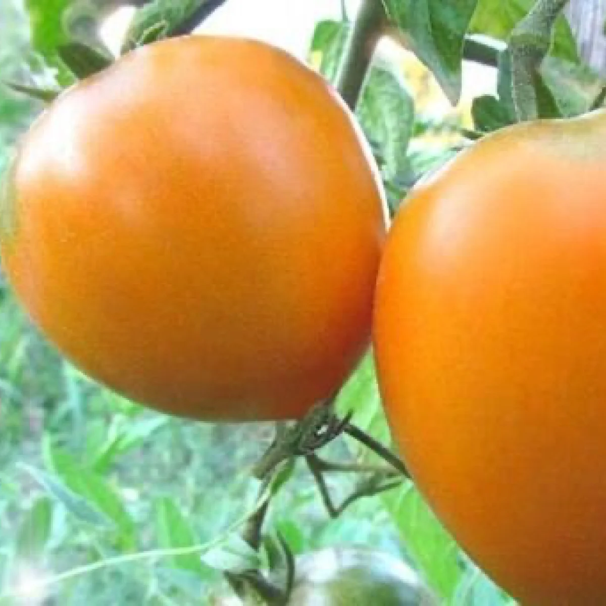 Томат ‘Eldorado’ (Solanum lycopersicum)