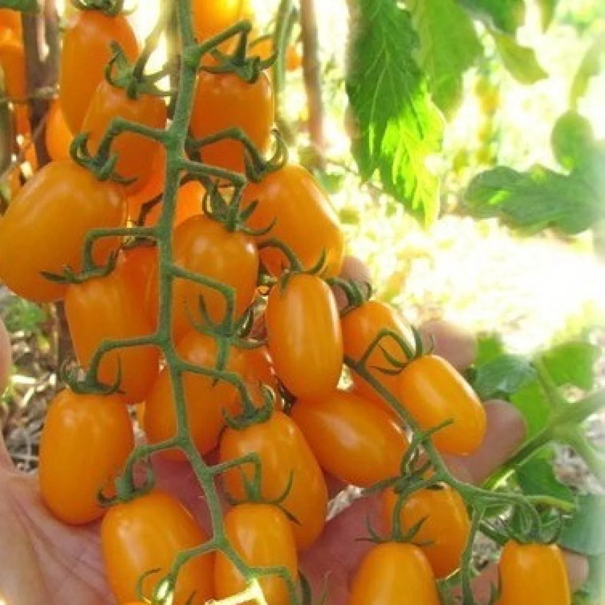 Томат ‘Finik’ (Solanum lycopersicum)