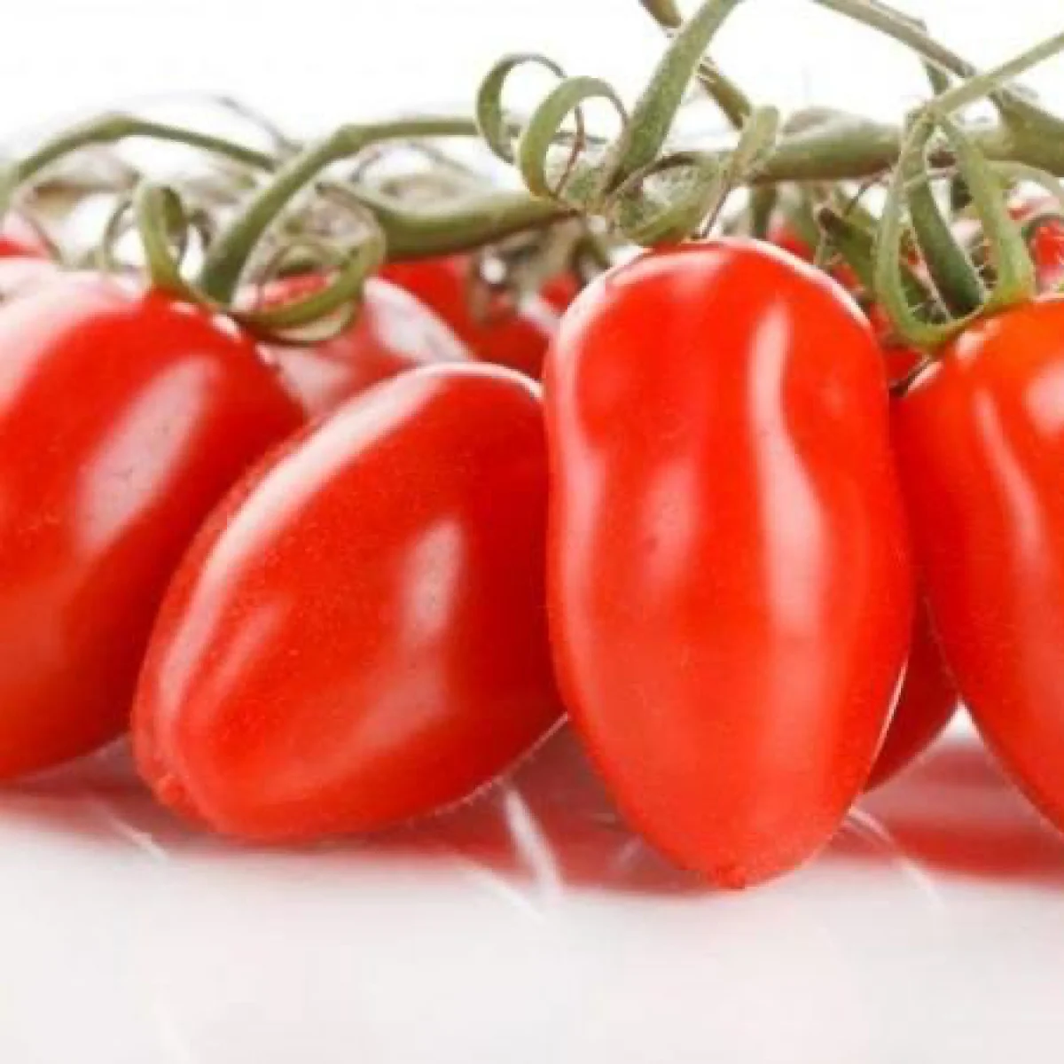 Томат ‘French Grape’ (Solanum lycopersicum)