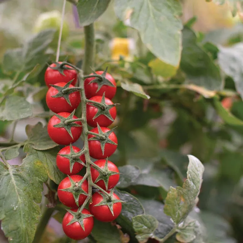 Томат ‘Gardener’s Delight’ (Solanum lycopersicum)
