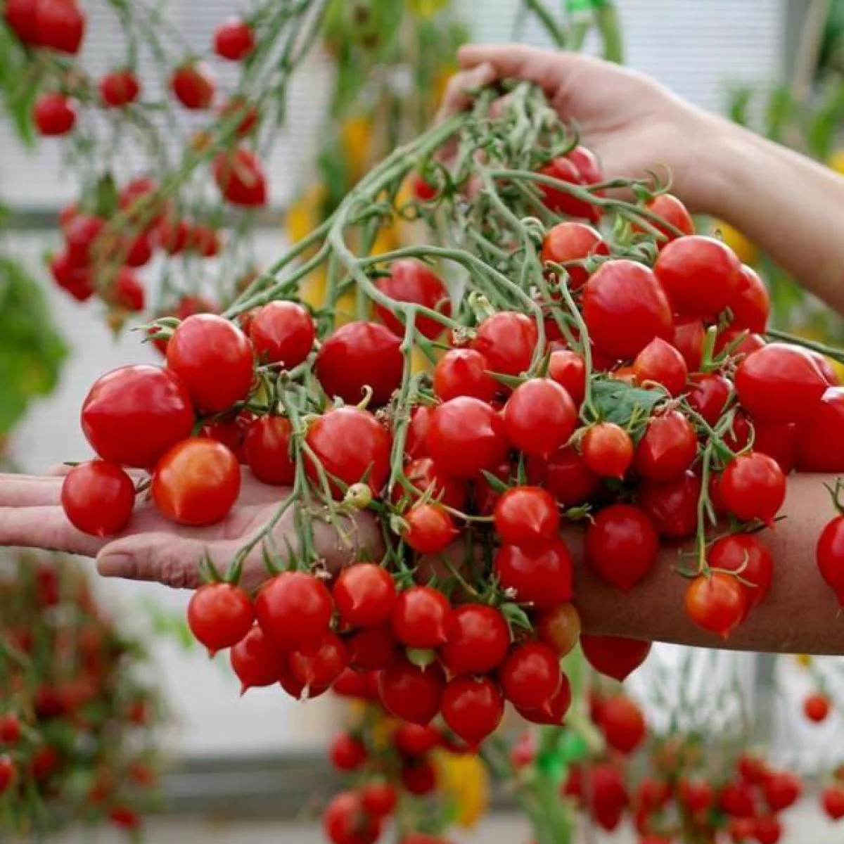Томат ‘Geranium Kiss’ (Solanum lycopersicum)