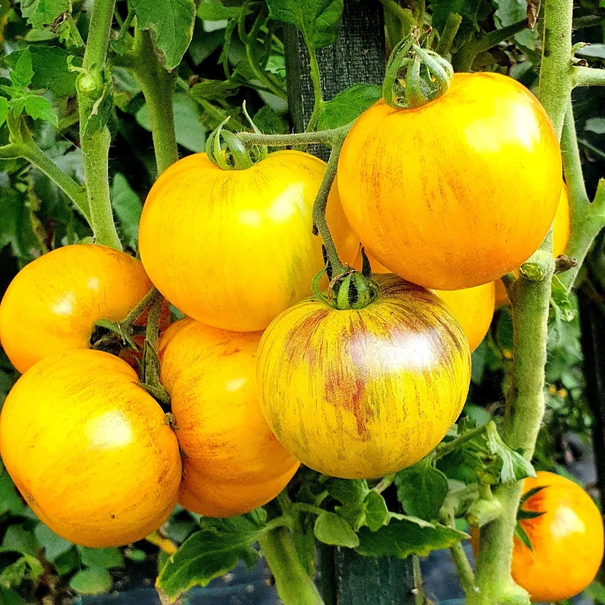 Томат ‘Golden Tiger’ (Solanum lycopersicum)