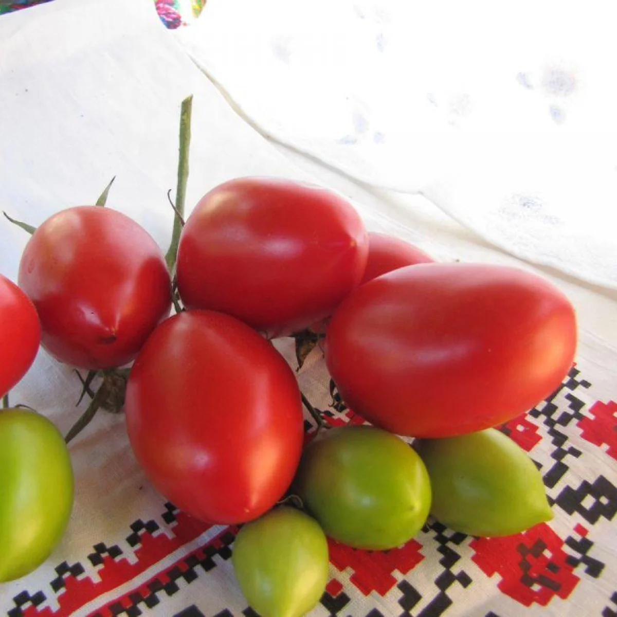Томат ‘Heizer’ (Solanum lycopersicum)