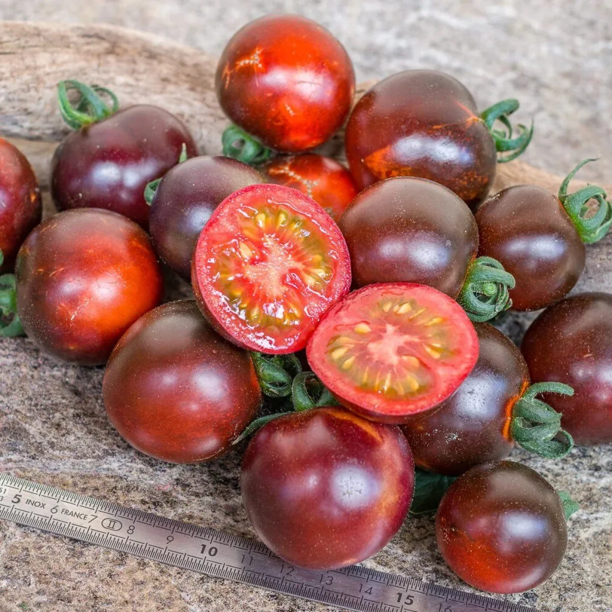Томат ‘Helsing Junction Blues’ (Solanum lycopersicum)