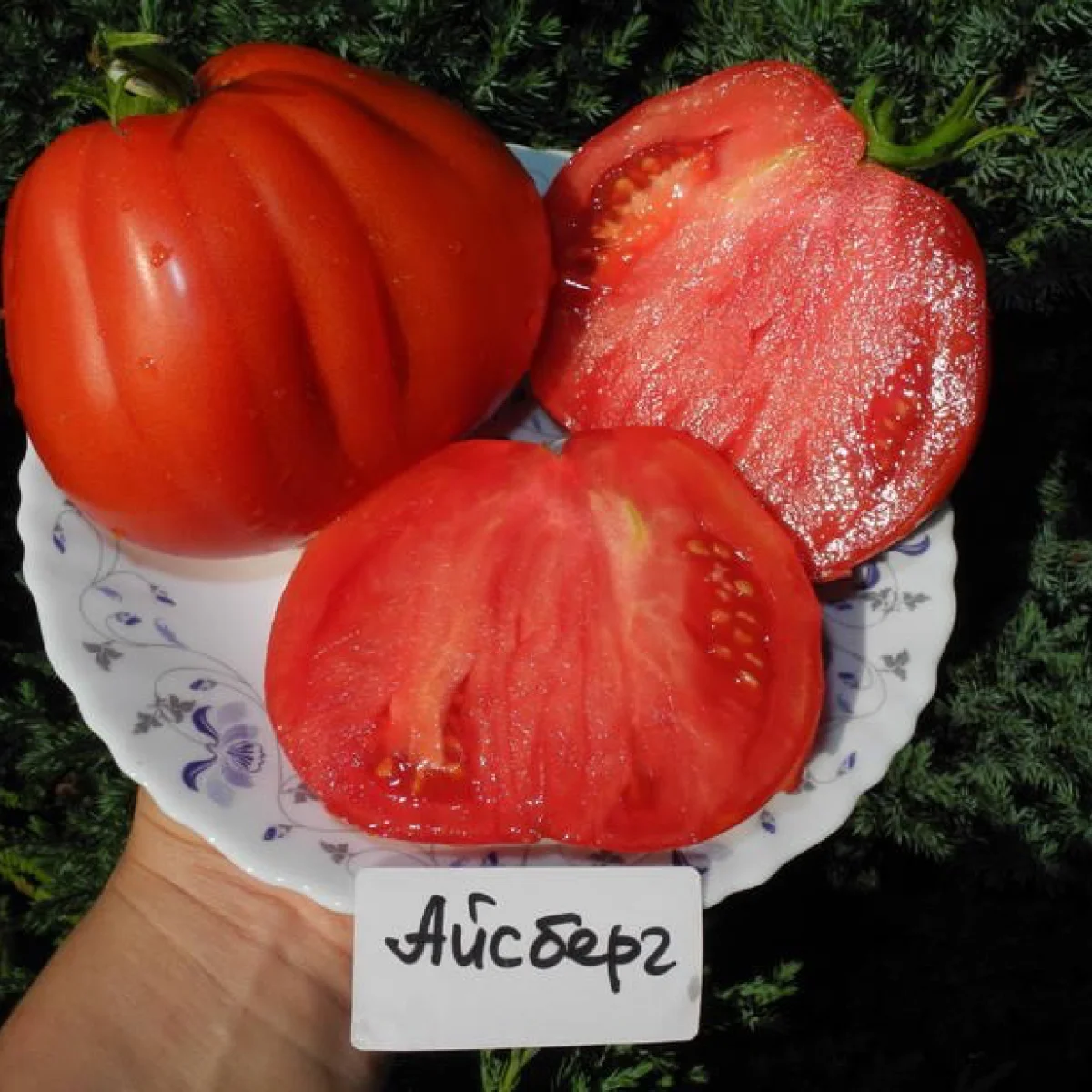 Томат ‘Iceberg’ (Solanum lycopersicum)