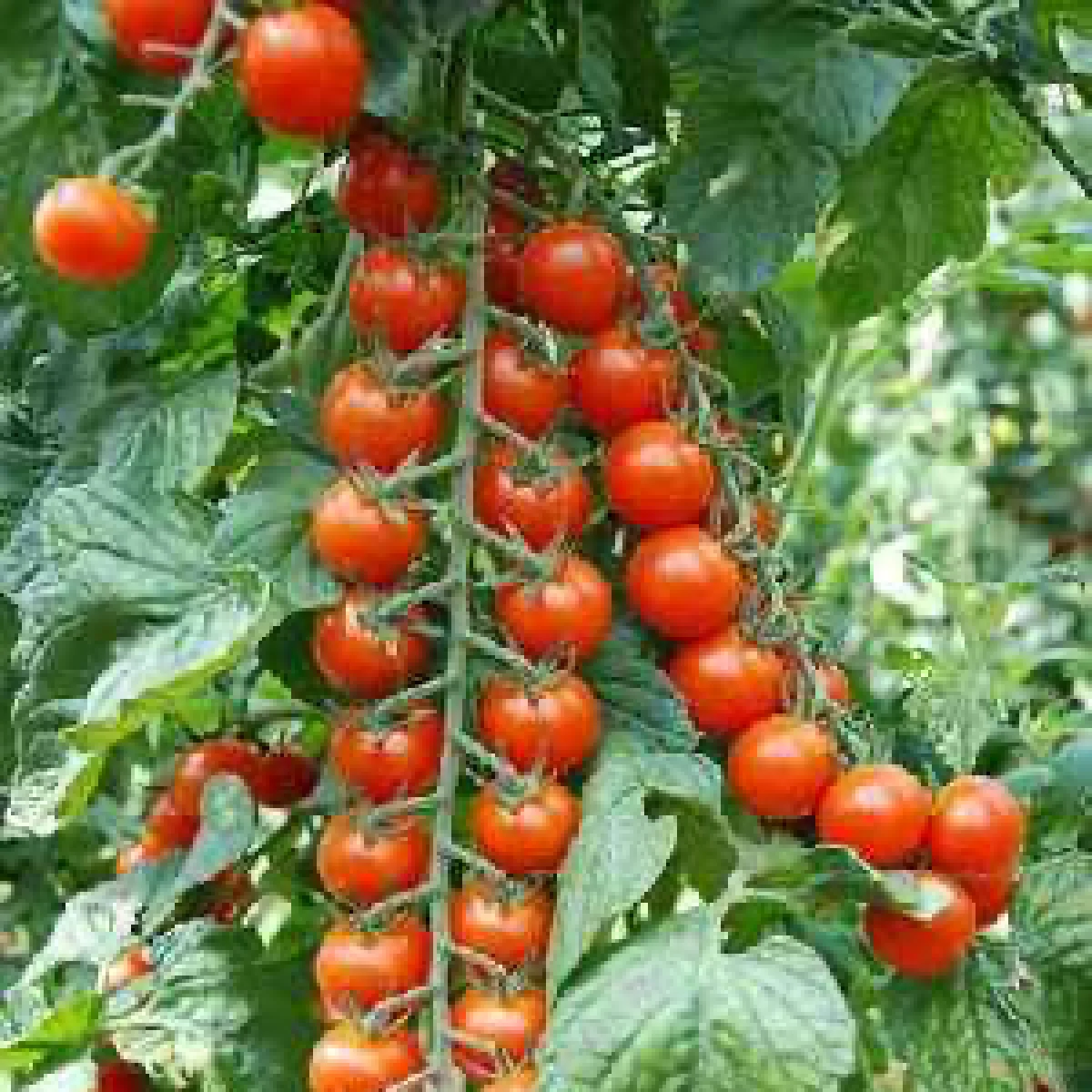 Томат ‘Idil’ (Solanum lycopersicum)