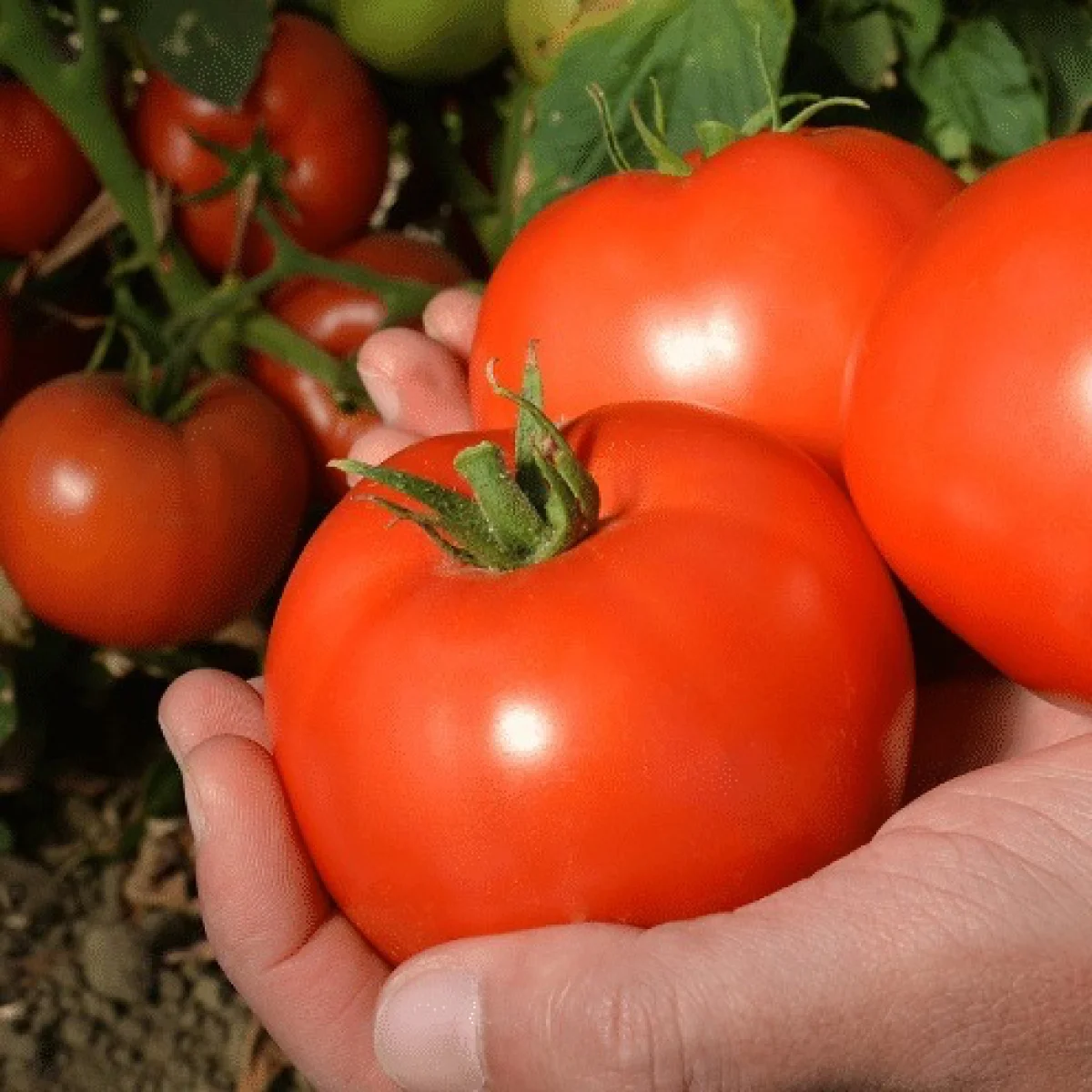 Томат ‘Igranda’ (Solanum lycopersicum)