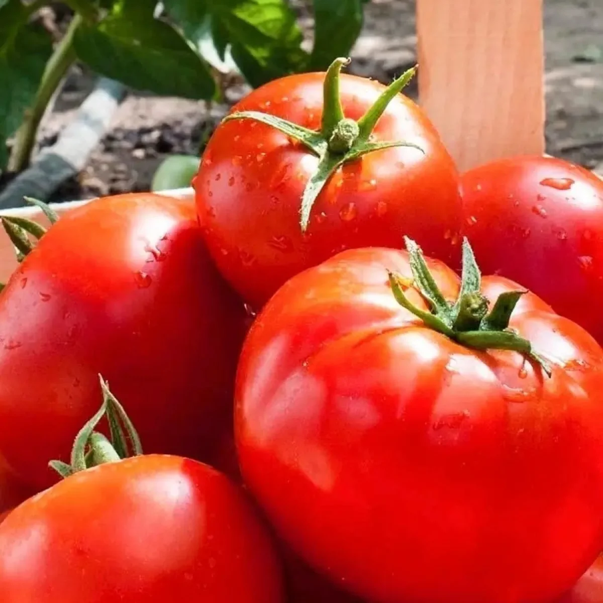 Томат ‘Karapuz’ (Solanum lycopersicum)