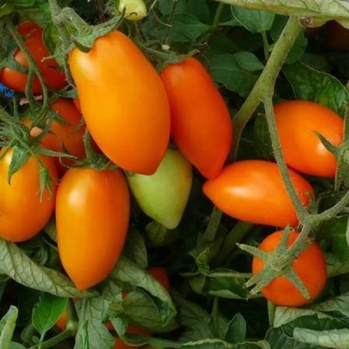 Томат ‘Lisychka’ (Solanum lycopersicum)