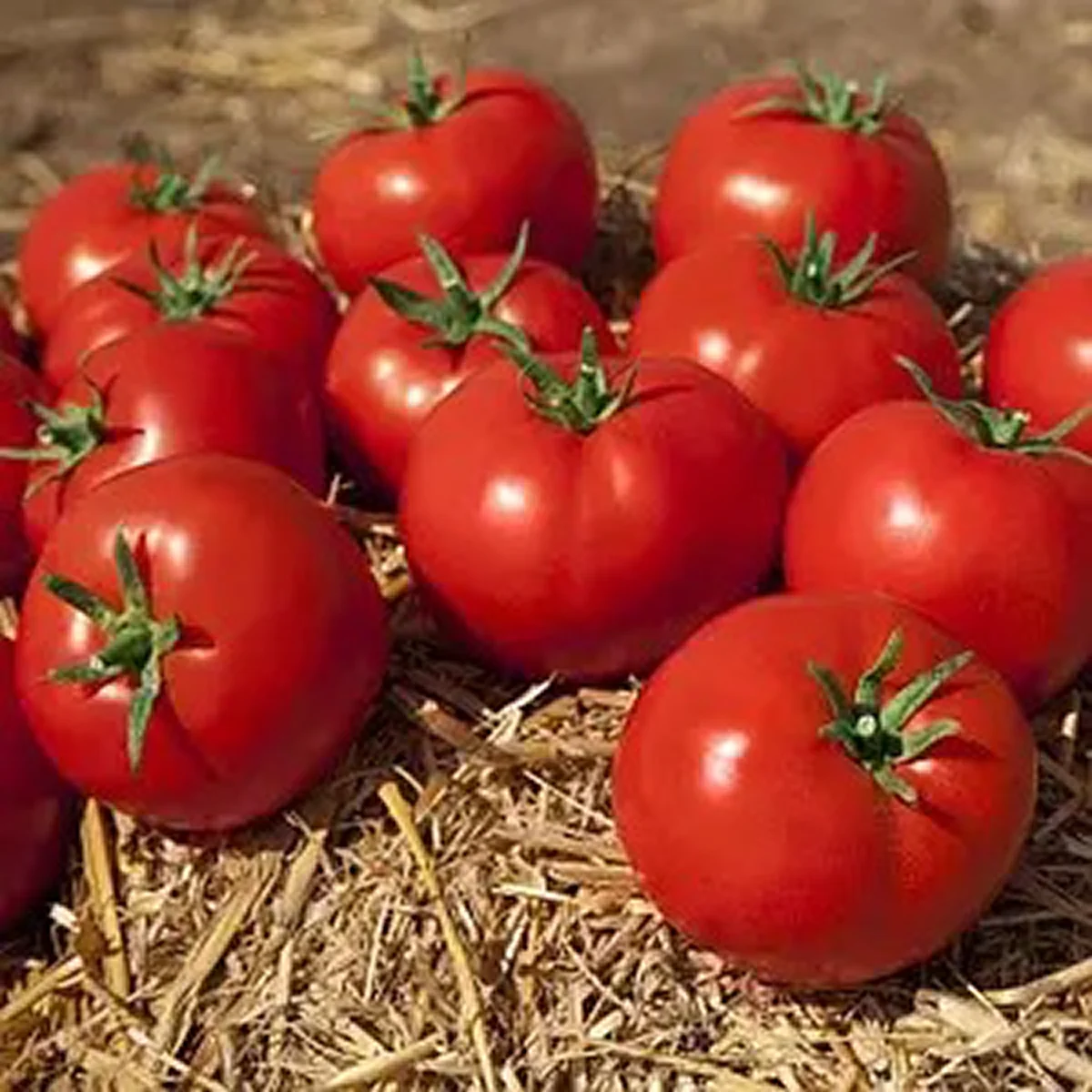 Томат ‘Liza’ (Solanum lycopersicum)