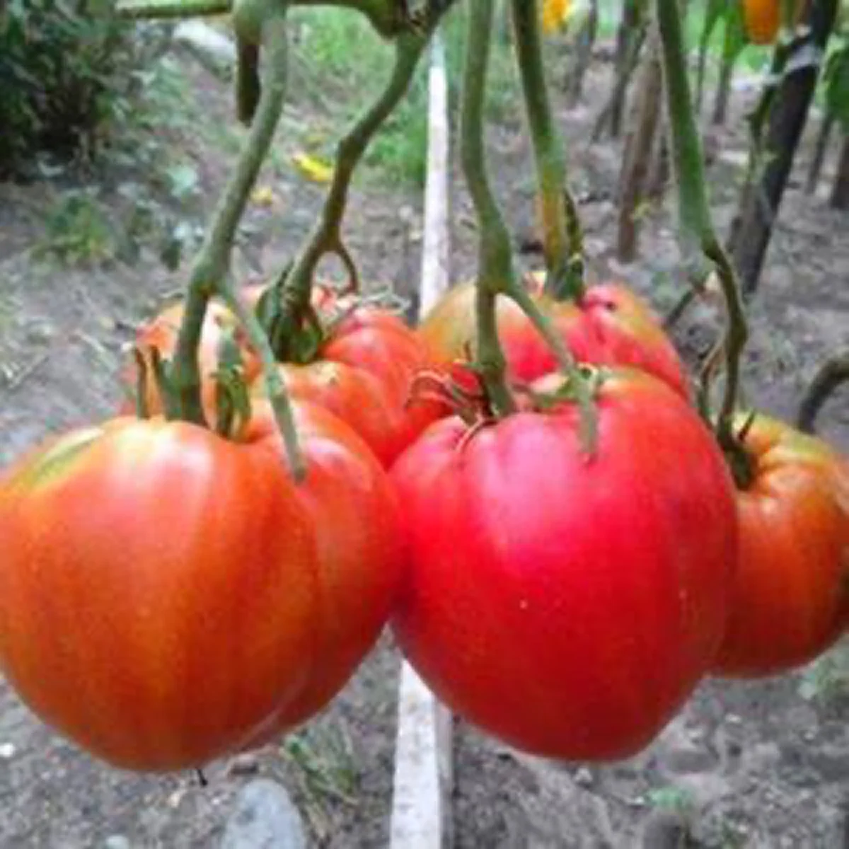 Томат ‘Malynove Sertse’ (Solanum lycopersicum)