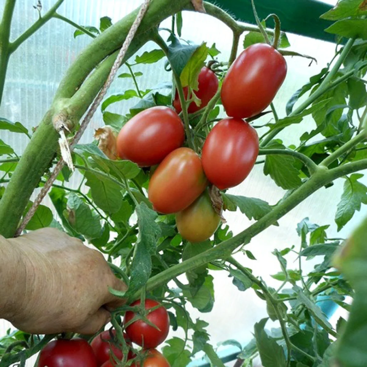 Томат ‘Markhotske Hrono’ (Solanum lycopersicum)