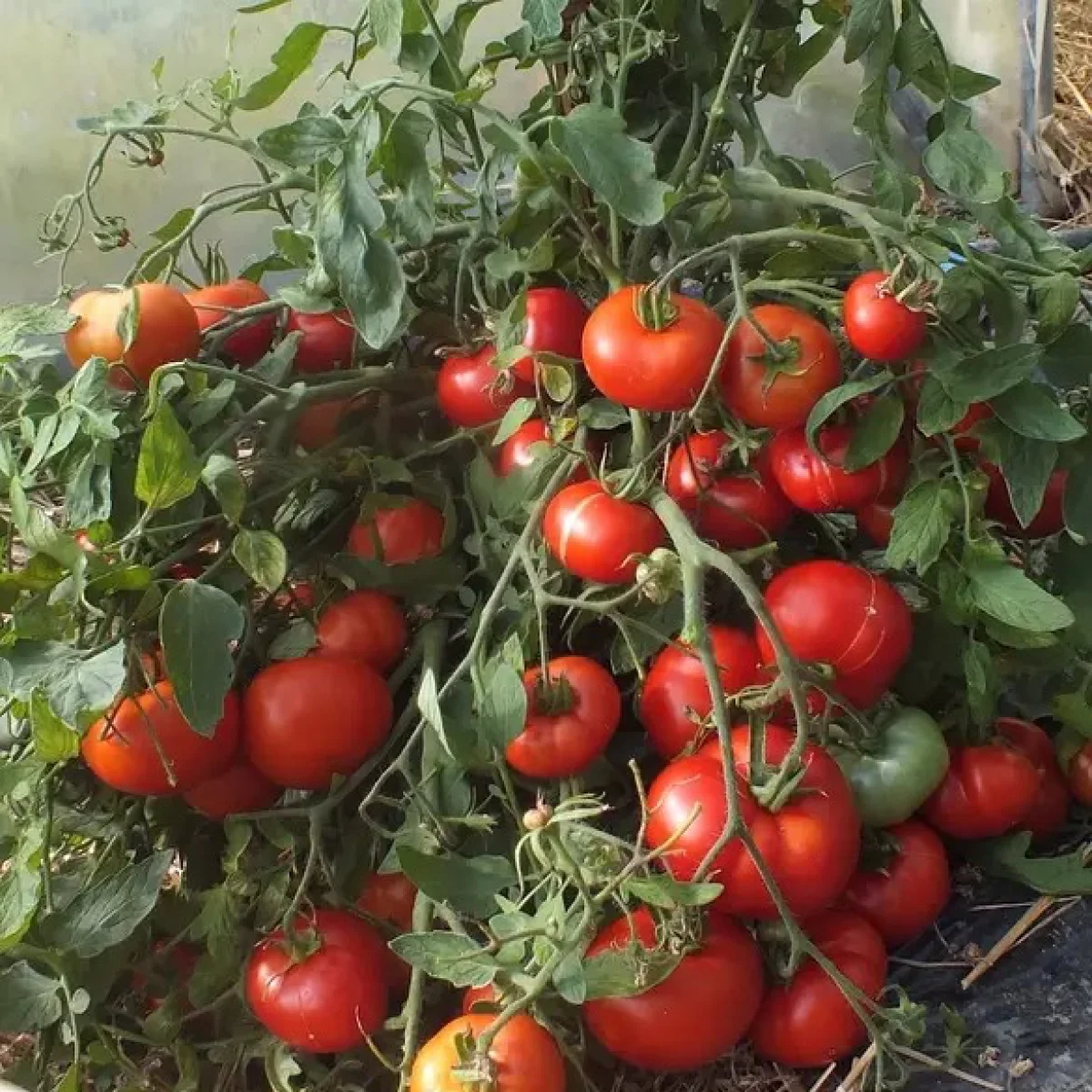 Томат ‘Mongolian Dwarf’ (Solanum lycopersicum)