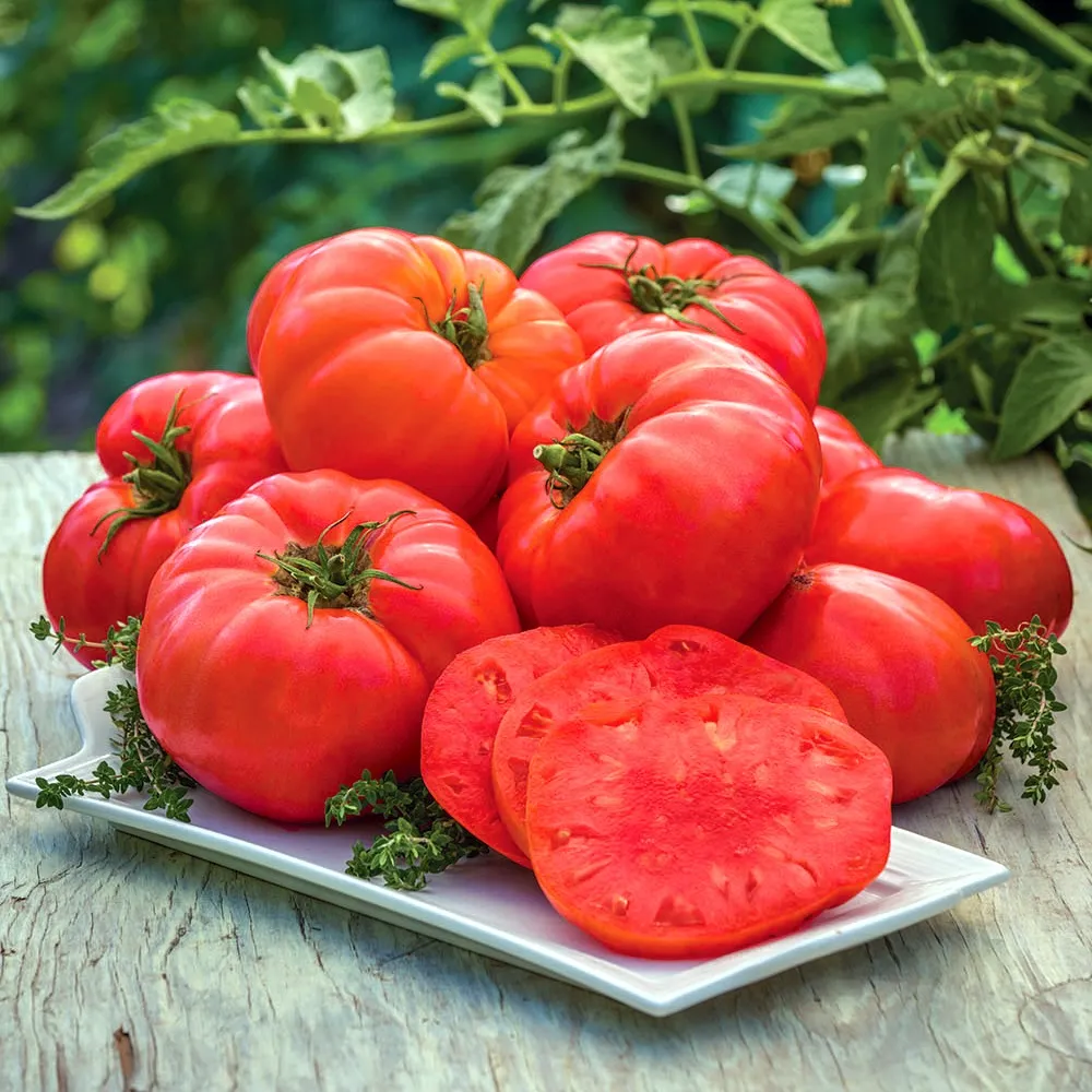 Томат ‘Naikrashchyi Bifshteks’ (Solanum lycopersicum)