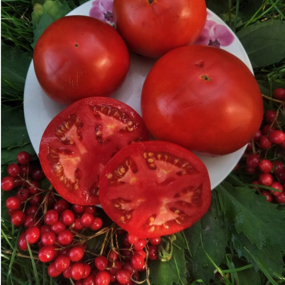 Томат ‘Nectar’ (Solanum lycopersicum)