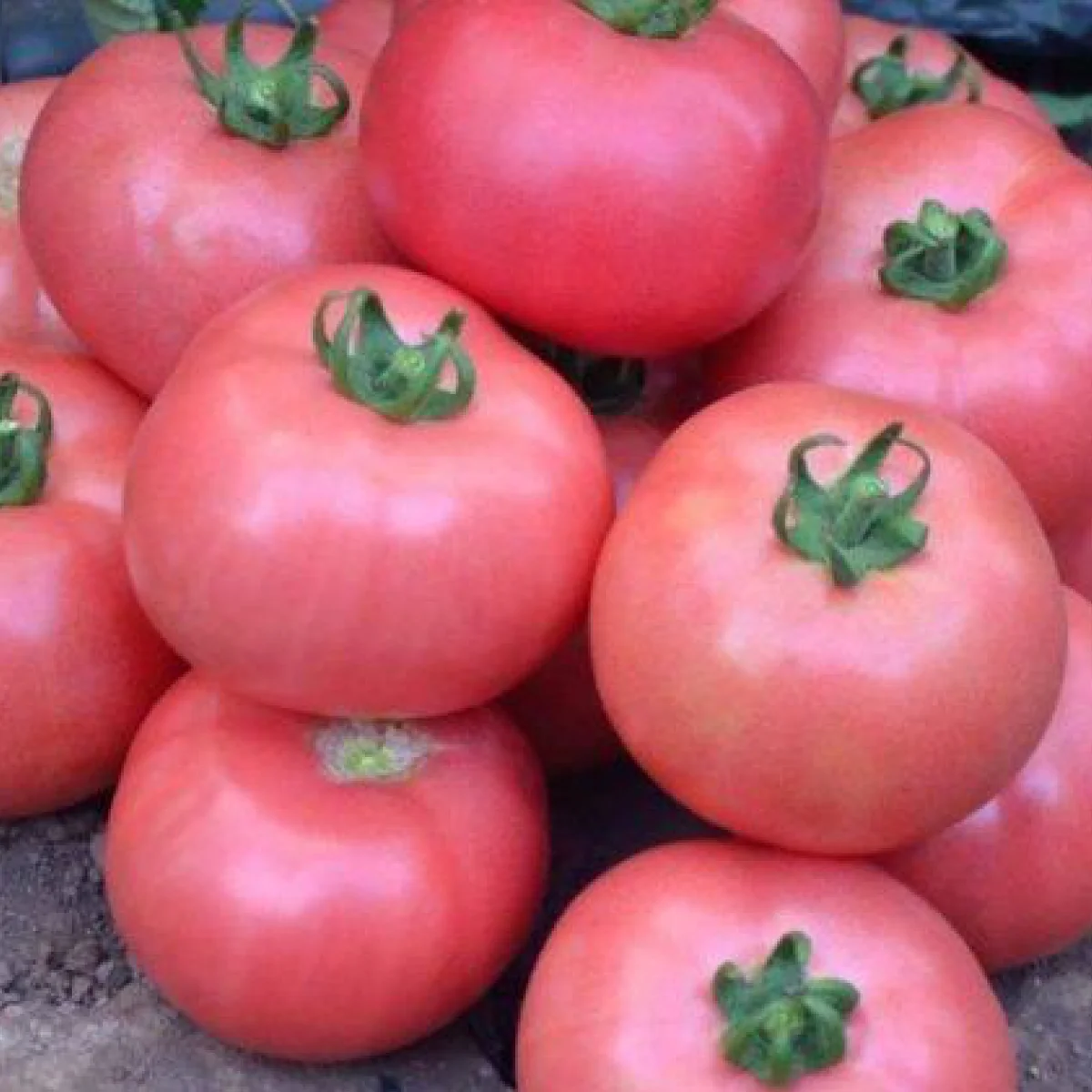 Томат ‘Olimp Pink’ (Solanum lycopersicum)