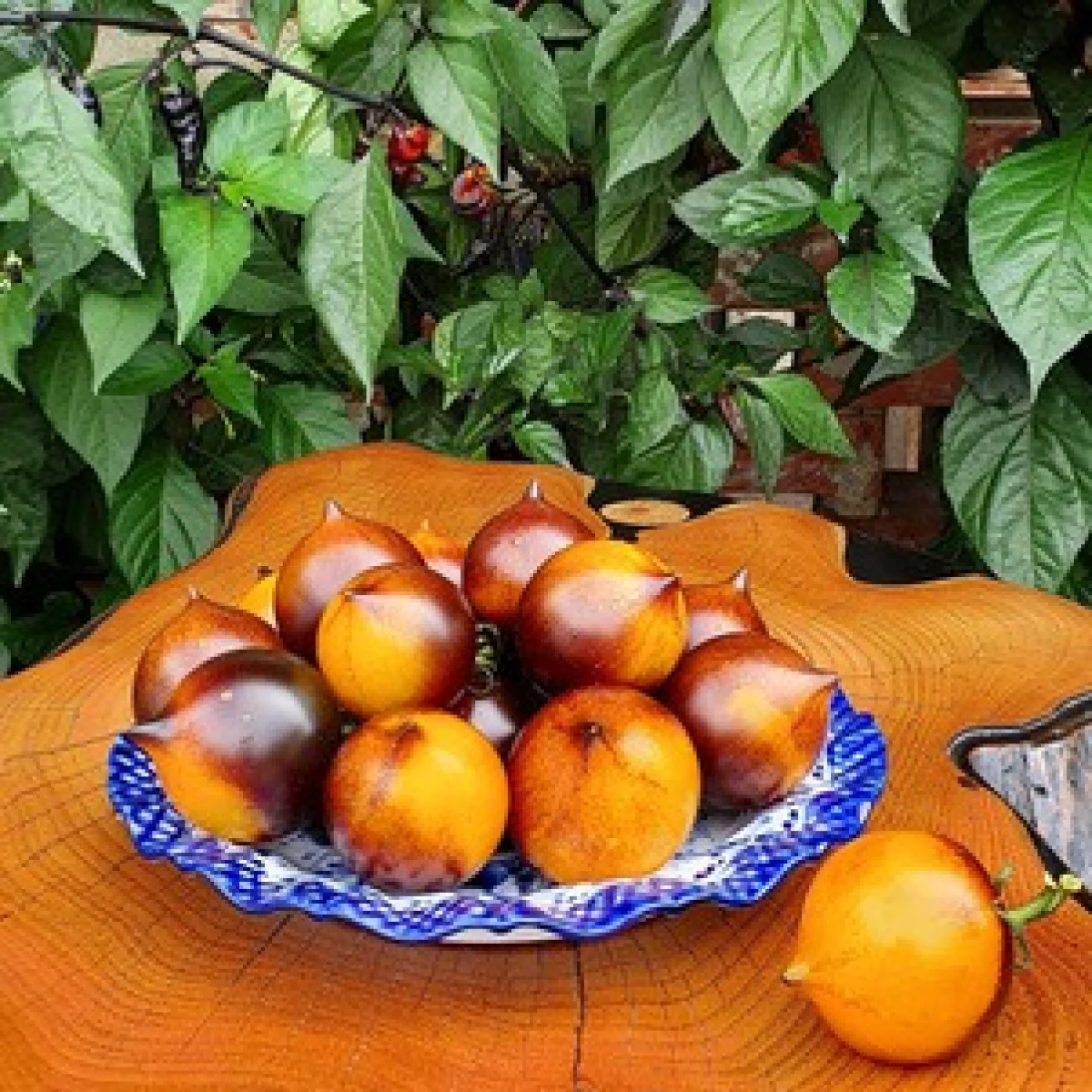 Томат ‘Orange Blue’ (Solanum lycopersicum)