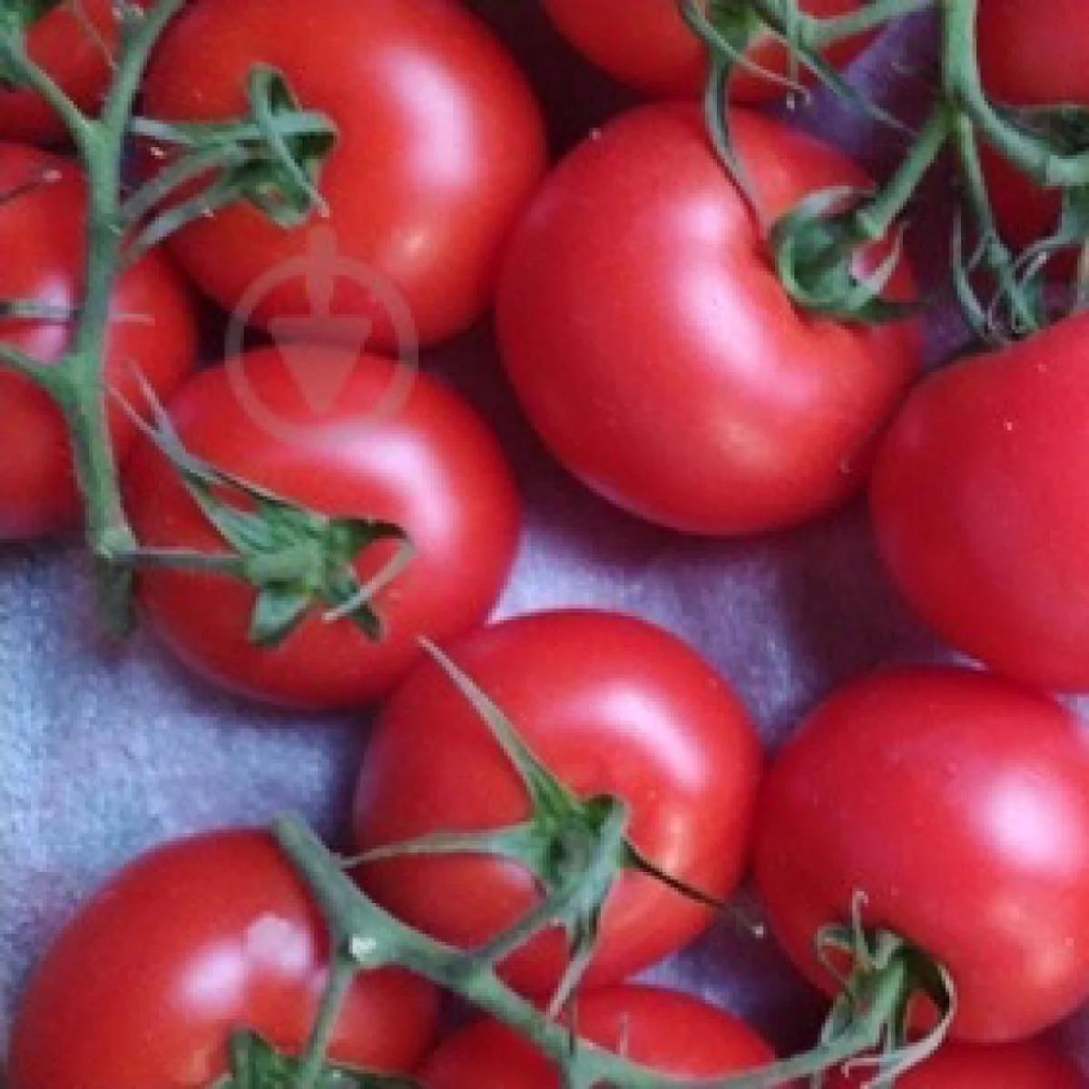 Томат ‘Pink Cocktail’ (Solanum lycopersicum)