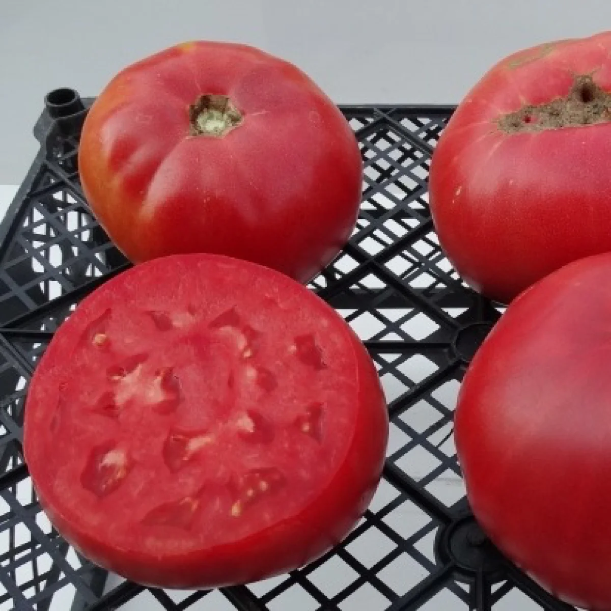 Томат ‘Pink Dish’ (Solanum lycopersicum)
