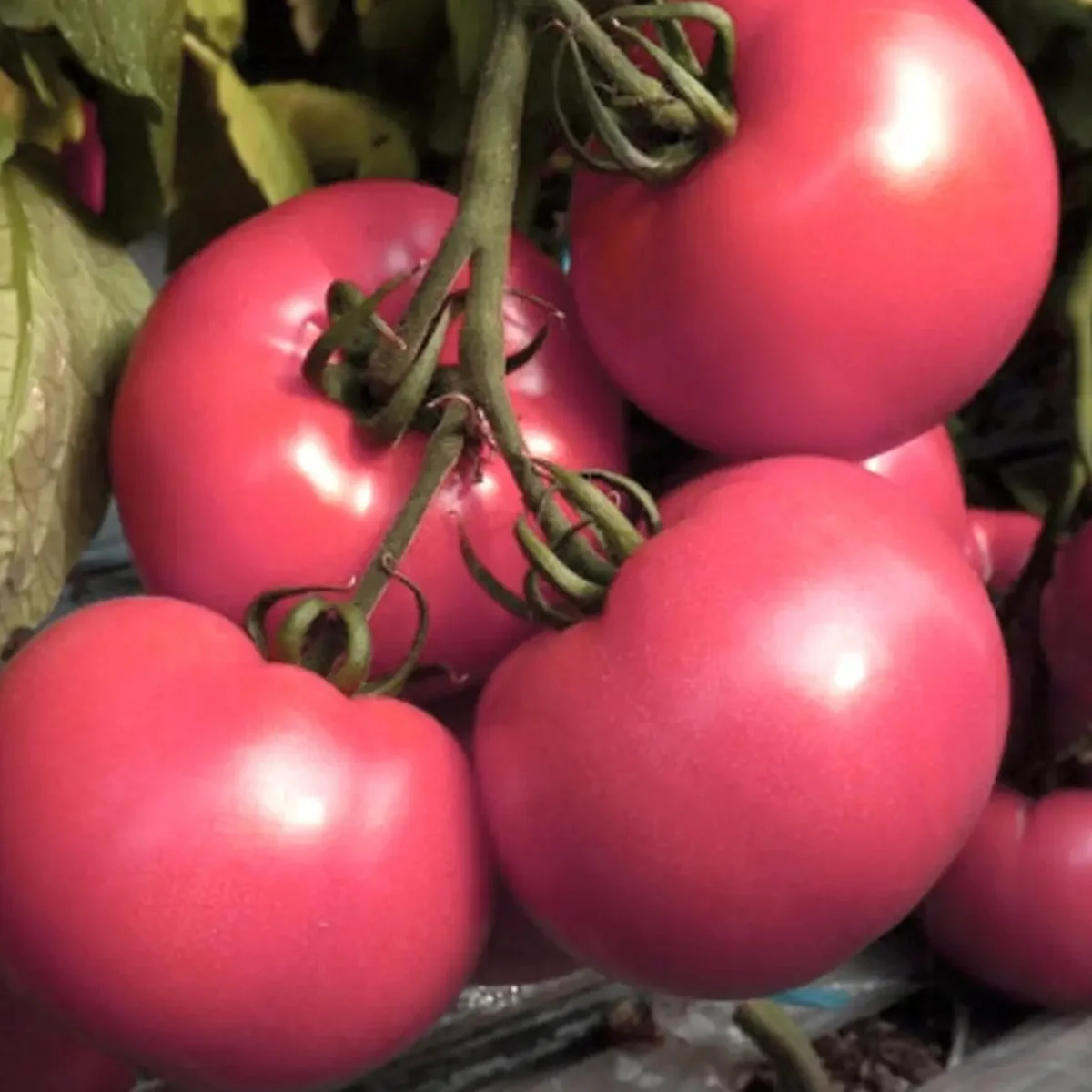 Томат ‘Pink Heart F1’