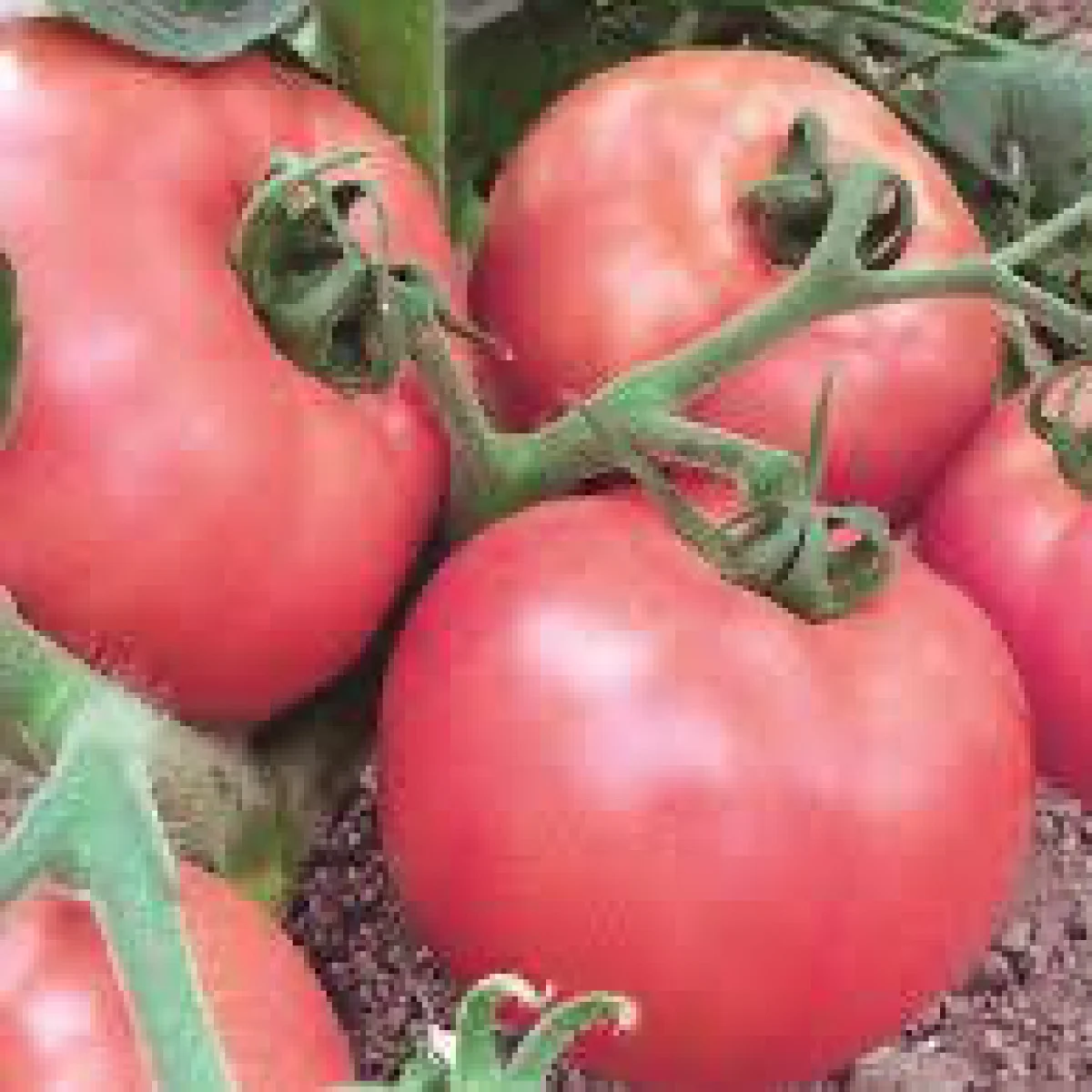 Томат ‘Pink Miracle’ (Solanum lycopersicum)