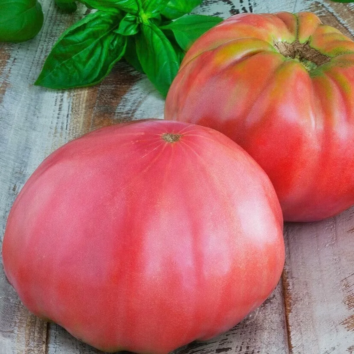 Томат ‘Pink Triumph’ (Solanum lycopersicum)