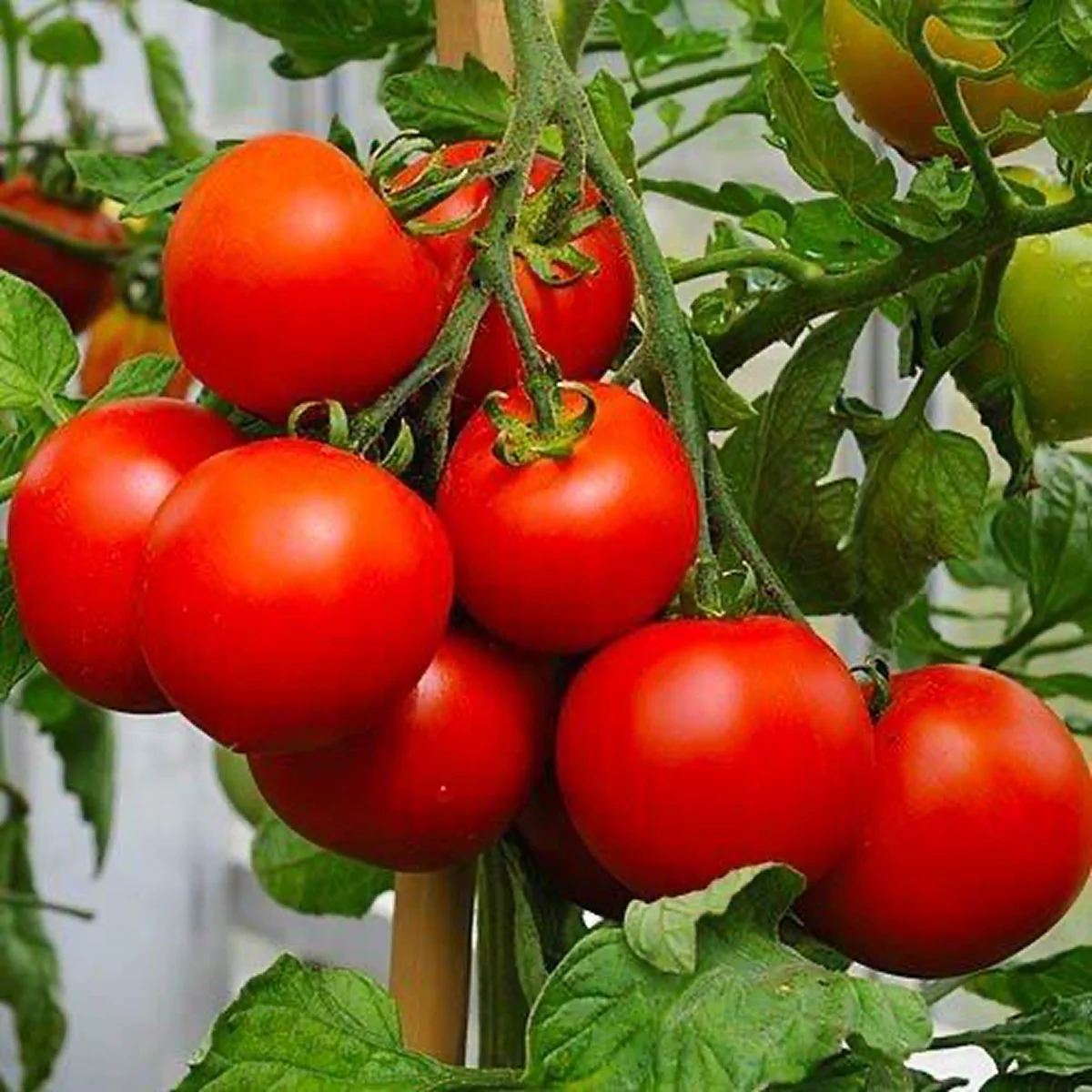 Томат ‘Pivnichna Koroleva’ (Solanum lycopersicum)