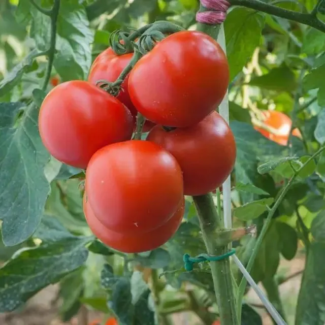 Томат ‘Polfast F1’ (Solanum lycopersicum)