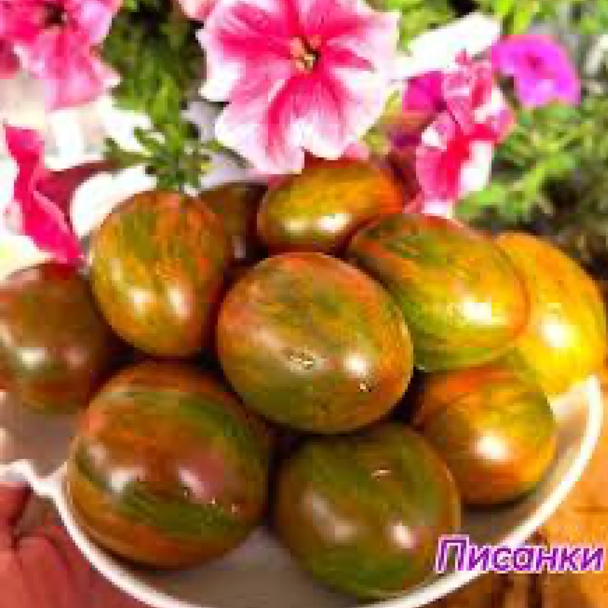 Томат ‘Pysanky’ (Solanum lycopersicum)