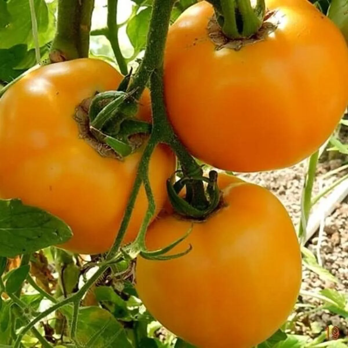 Томат ‘Radisnyi’ (Solanum lycopersicum)