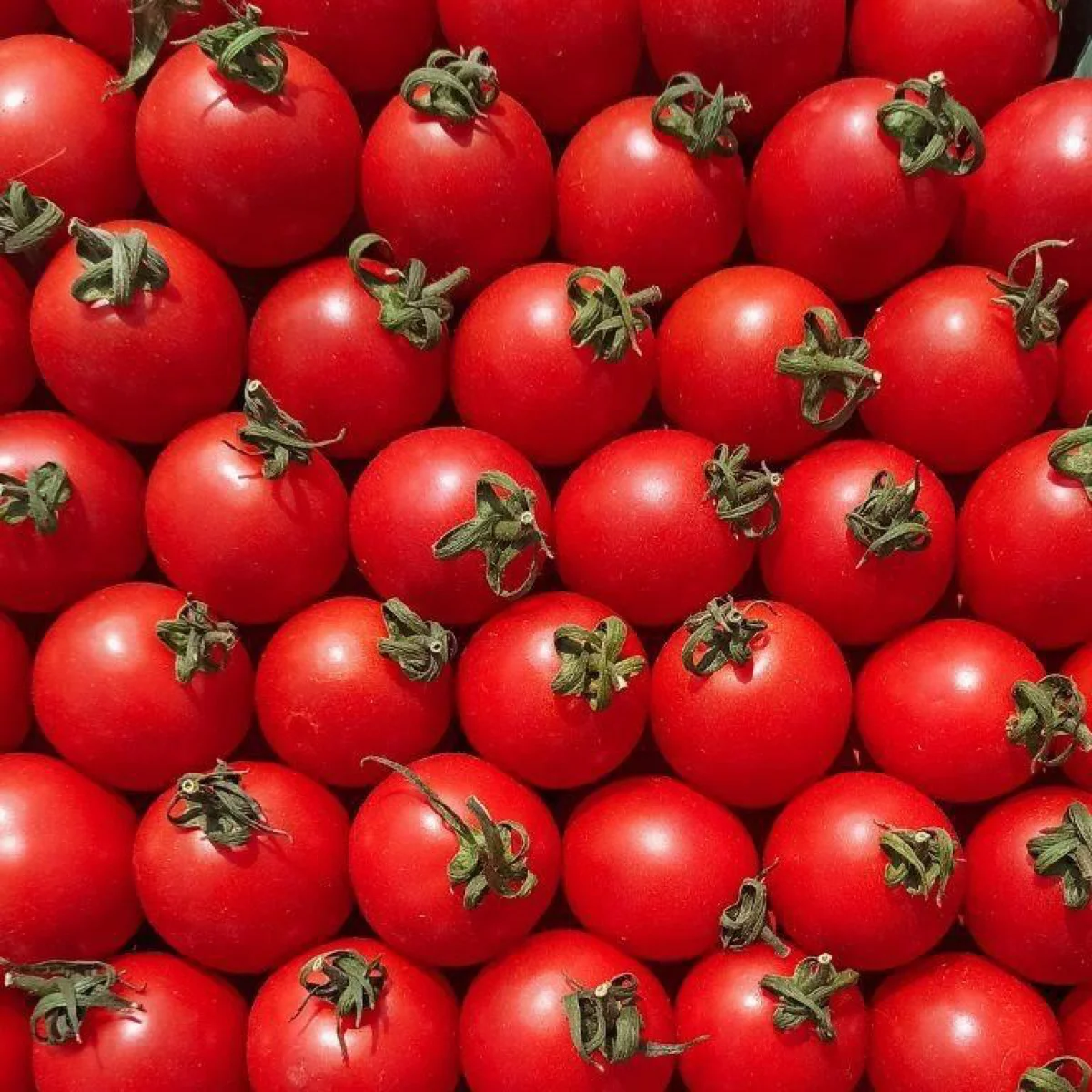 Томат ‘Red Cocktail’ (Solanum lycopersicum)