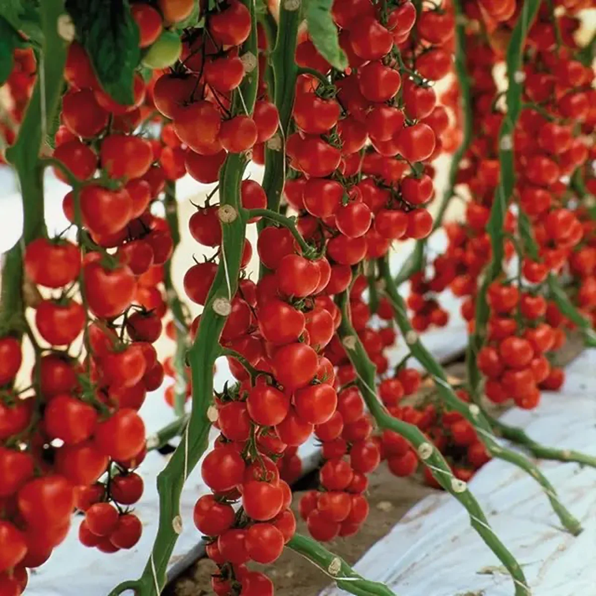 Томат ‘Sakura F1’ (Solanum lycopersicum)